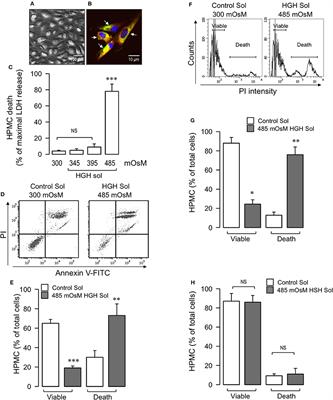 Human Peritoneal <mark class="highlighted">Mesothelial Cell</mark> Death Induced by High-Glucose Hypertonic Solution Involves Ca2+ and Na+ Ions and Oxidative Stress with the Participation of PKC/NOX2 and PI3K/Akt Pathways